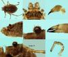 Lophopilio palpinalis